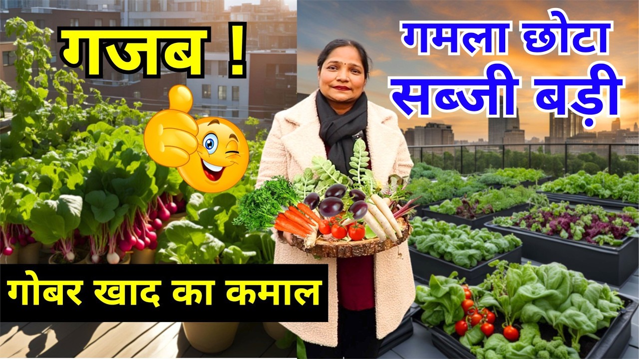 छोटे गमलों में लगती हैं बड़े साइज की सब्जियां 😱 नहीं देखा होगा ऐसा Kitchen Terrace Garden 🍆🥦