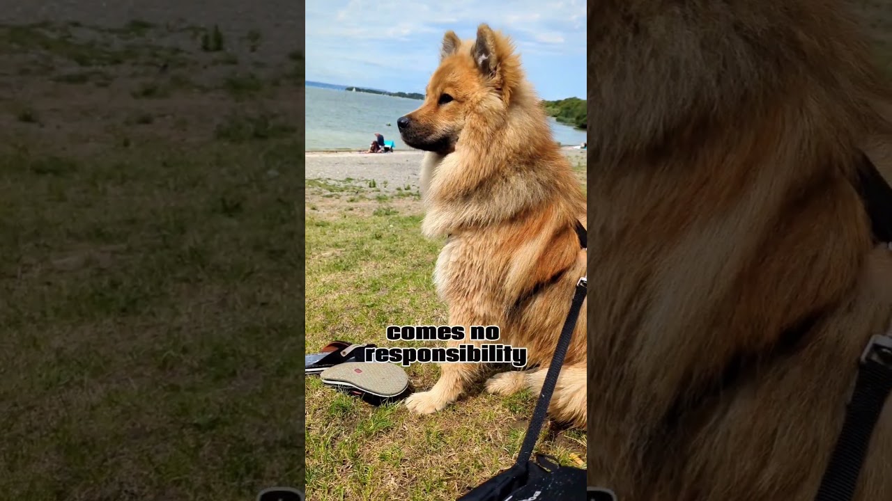 The Surprising Truth Behind Great Cuteness 🥰 