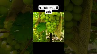 Grapes farming trendingshorts explore love grape grapes shetkri agriculture agrobuddy music