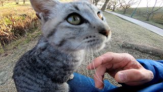 膝の上に乗ってきてジーパンで爪研ぎする野良子猫