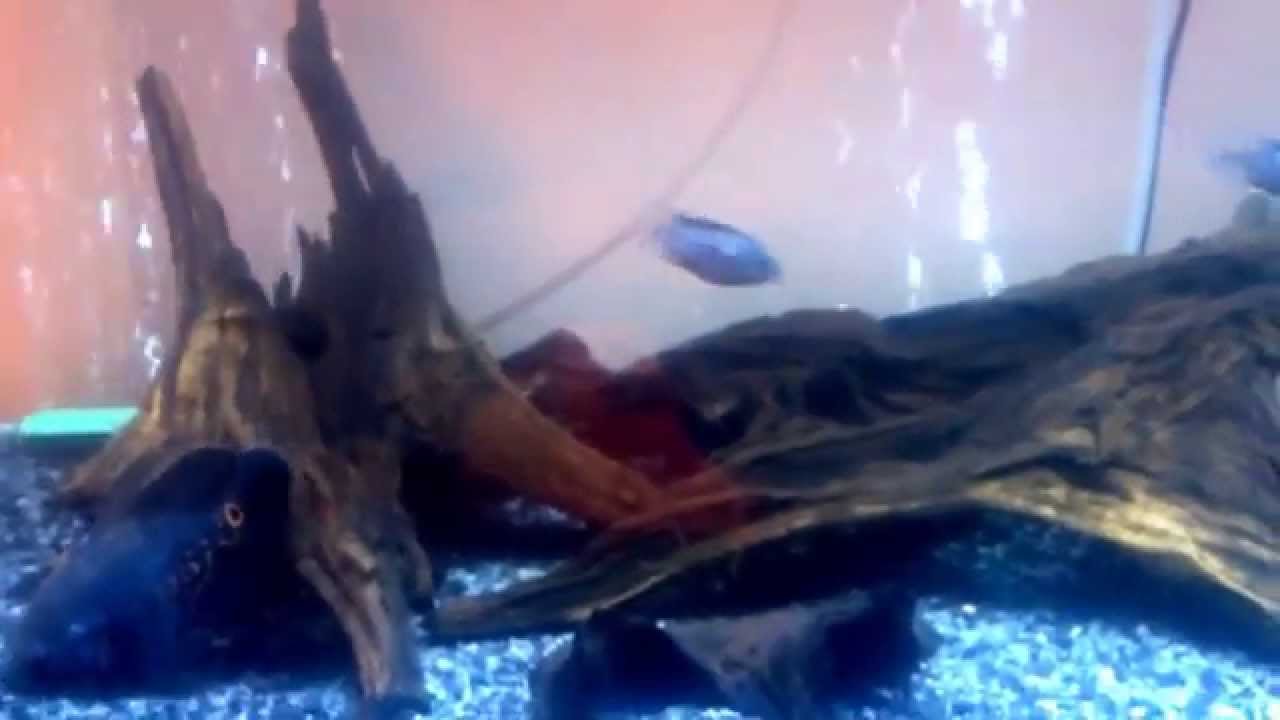 Oscar fish living with convict cichlids - YouTube
