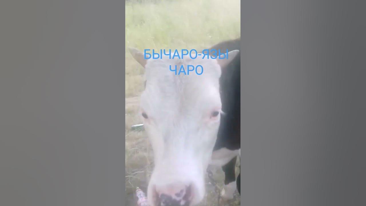 Молодой бык. - YouTube