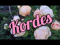 Розы Немецкой селекции Kordes .Мои любимые сорта с названиями.