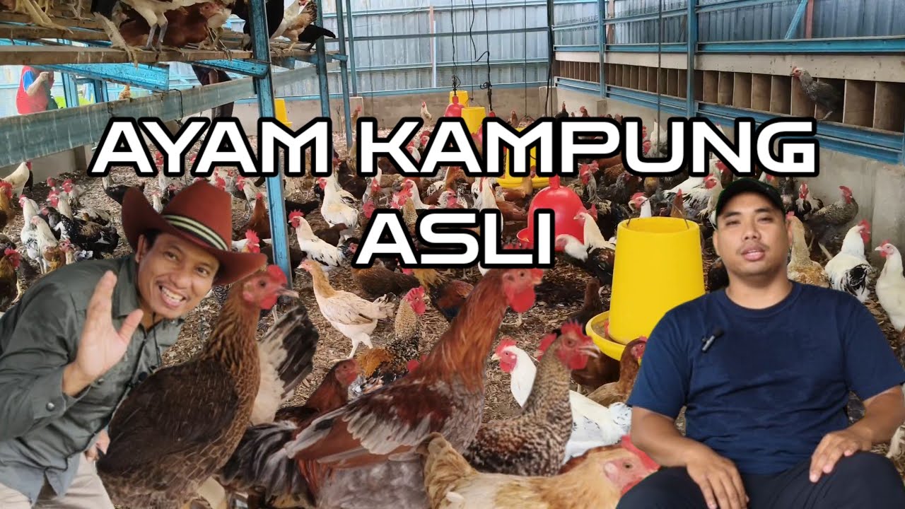 XN504802 Usahawan Muda Memacu Penternakan Ayam Kampung Asli ke Arah Kejayaan