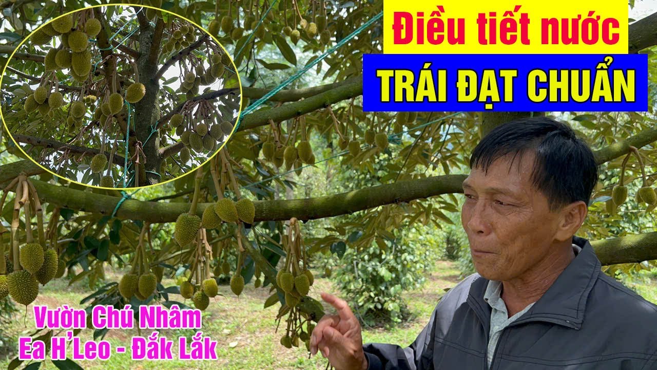 ĐIỀU TIẾT NƯỚC LÚC XỔ NHUỴ, TRÁI ĐẠT CHUẨN  VƯỜN CHÚ NHÂM