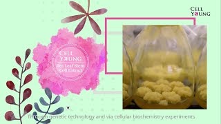 TCI-IBD - Cell Young® Tea Leaf Stem Cell Extract for Skin Benefits