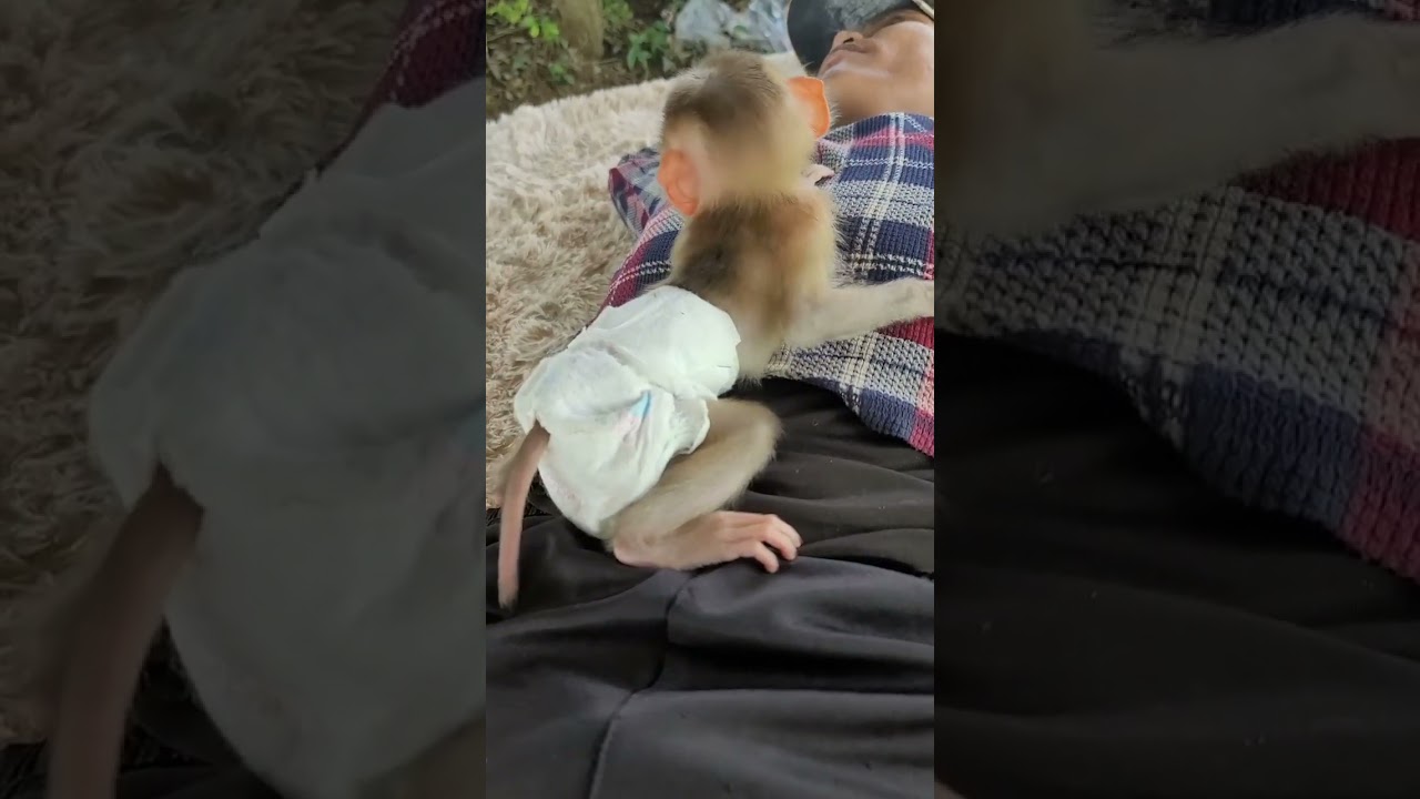 Adorable Baby Monkey Luci Always Stay With Dad. 