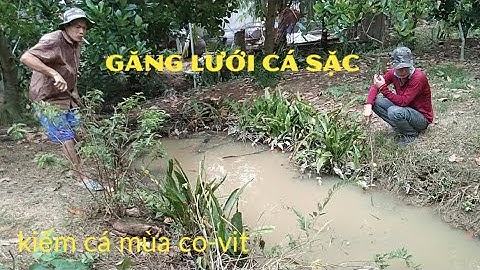 giăng lưới kiếm ít cá sặc khi còn giãn cách