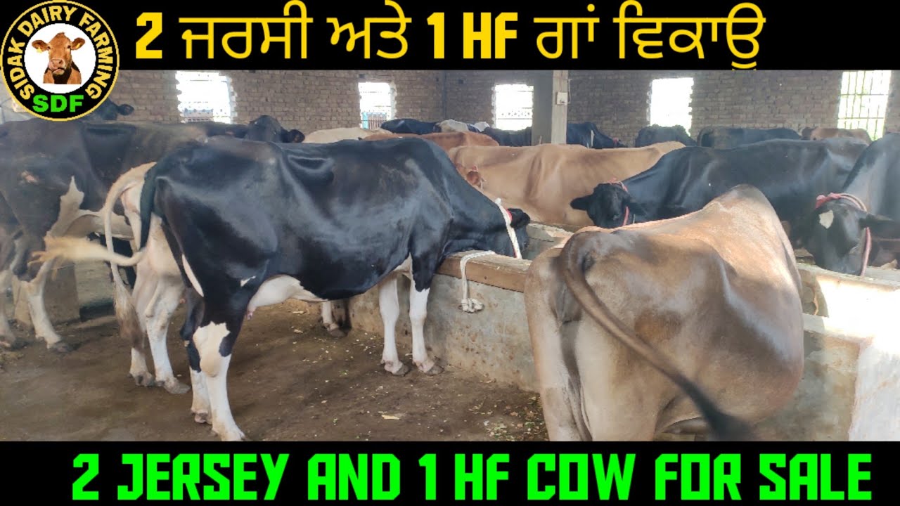 2 Jersey and 1 HF Cow for sale in punjab, 2 ਜਰਸੀ ਅਤੇ 1 HF ਗਾਂ ਵਿਕਾਊ