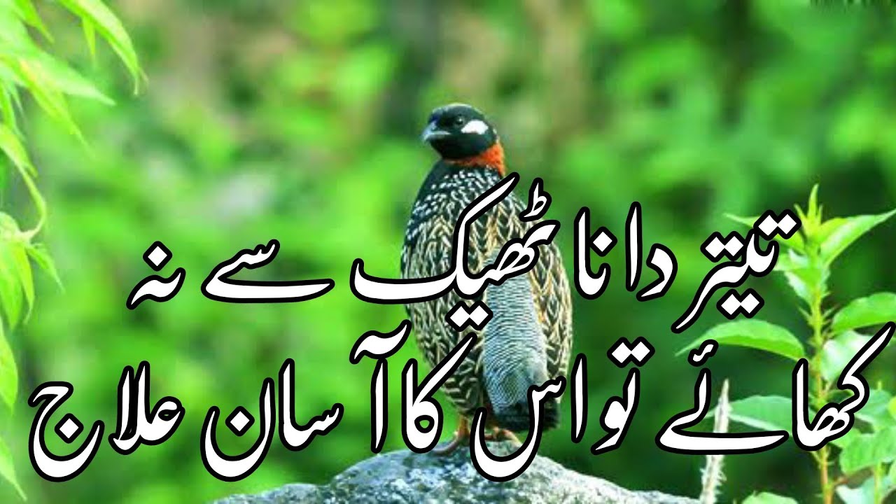 kale teetar ki bhookh badhane ka tarika |تیتر دانا ٹھیک سے نہ کھائے تو اس کا آسان علاج