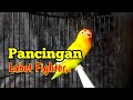 Mendengar Lovebird Ini Ngekek Awas Emosi Lovebird Fighter Bisa Terpancing Mp3 - Mp4 Download