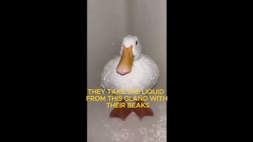 the function of duck feathers
