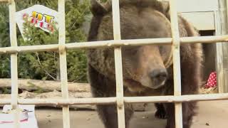 ZooMontana bear Ozzy picks Super Bowl winner