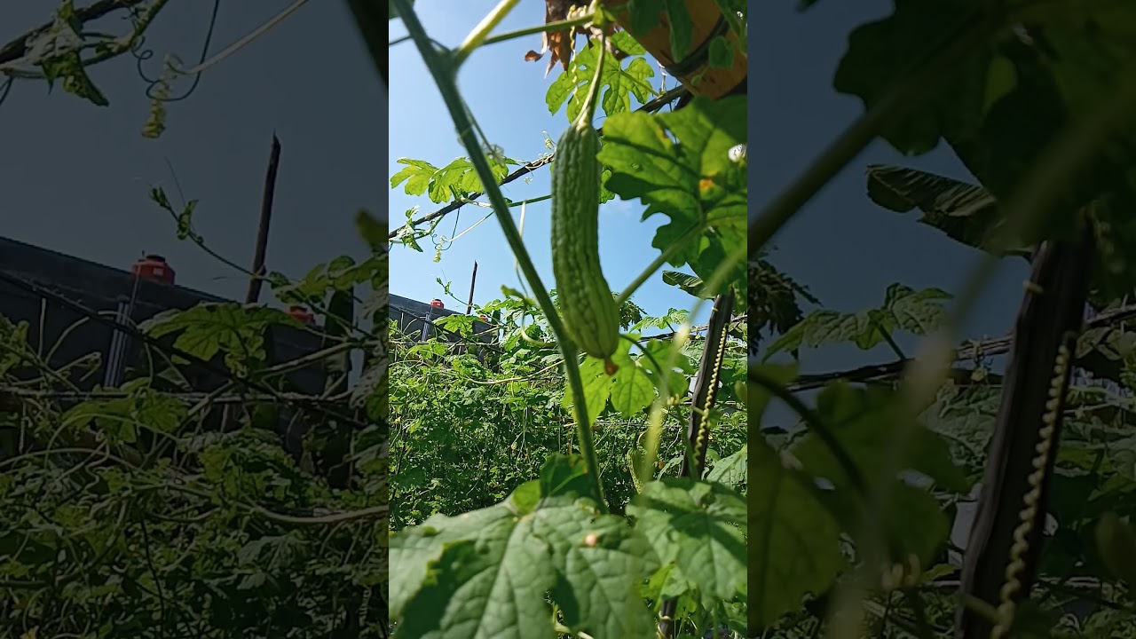 #budidaya_tanaman_pare 