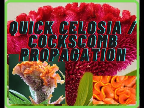 Video: Celosia Pinnada