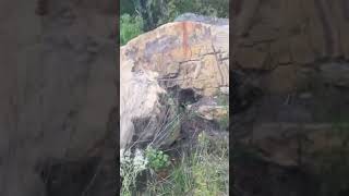 #fossil #rockhounding #rock #history #diy