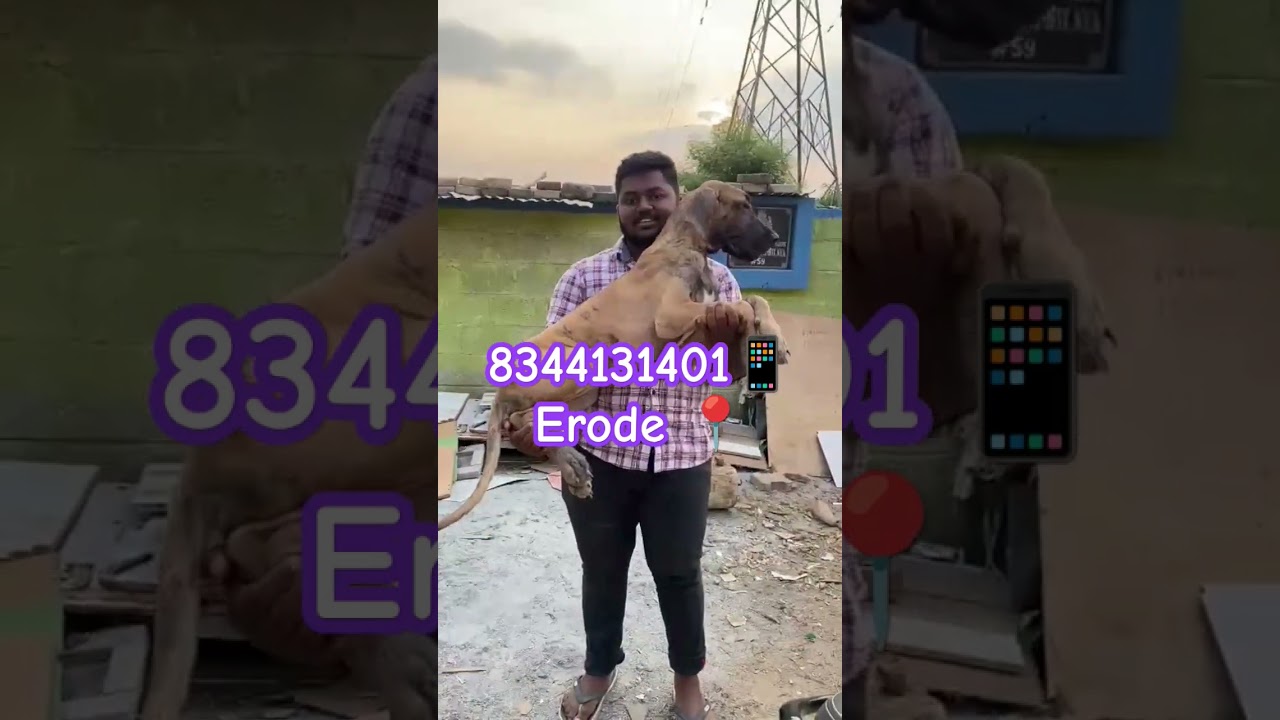 Great Dane puppies for sale in Tamilnadu dogkennel madurai Kumbakonam tenkasi kangeyam gobi chennai