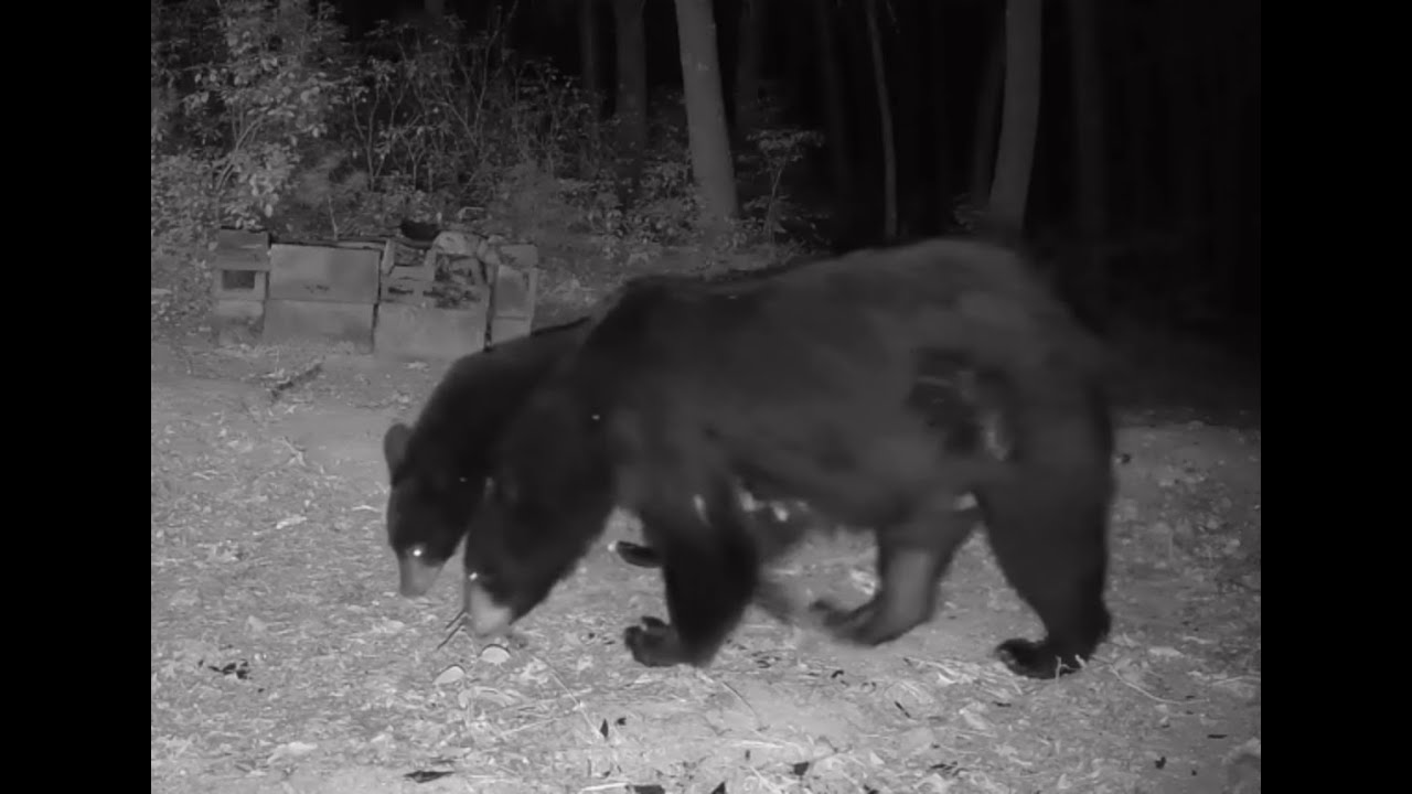 Mama bear and the cubs up close with the new cameras. - YouTube