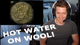 Chris REACTS to Dance Gavin Dance - Hot Water On Wool Information