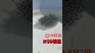 蛙の卵はどのように膨らむか？　#エゾアカガエル,#卵,#両生類