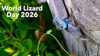 World Lizard Day 14th August 2026