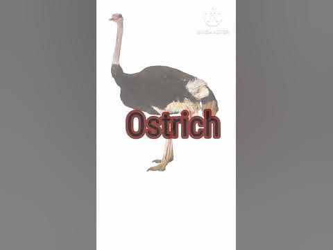 Words Start With Letter Oo#homevocabulary #preschool #toddlers #