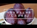 Операция &quot;СЛИВА&quot;