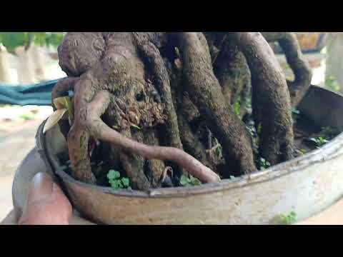 Video 28/8 gl 1 cây mai thác đổ ghép cúc bình định già mùa... - youtube