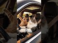 Jalan jalan #shortvideo #cat