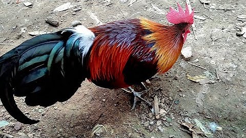 qaib đib txuam zoo nkauj .seej heev /bán gà mồi f2 đẹp lung linh /0393453955