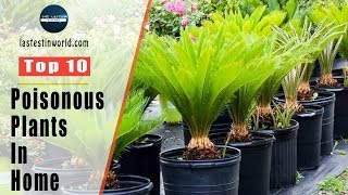 Top 10 Poisonous Plants In The Home