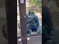 Baby Gorilla SANTARO Stands on Mom’s Round Belly