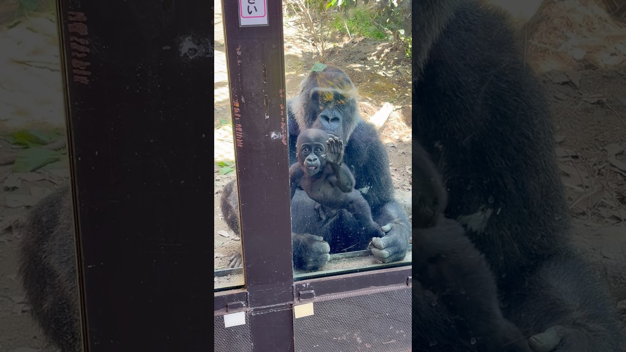 Baby Gorilla SANTARO Stands on Mom’s Round Belly