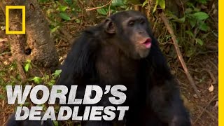 Chimp Chow | World's Deadliest