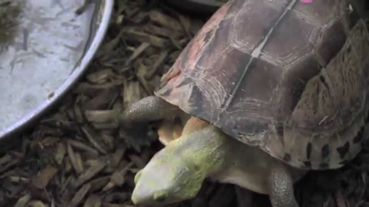 Garden State Tortoise Visit Youtube