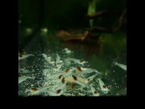 Кревека Неокаридина Белая жемчужина/Снежинка (Neocaridina White Pearl ...