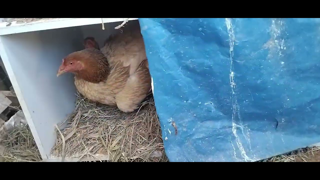 Mostrando a novidade 