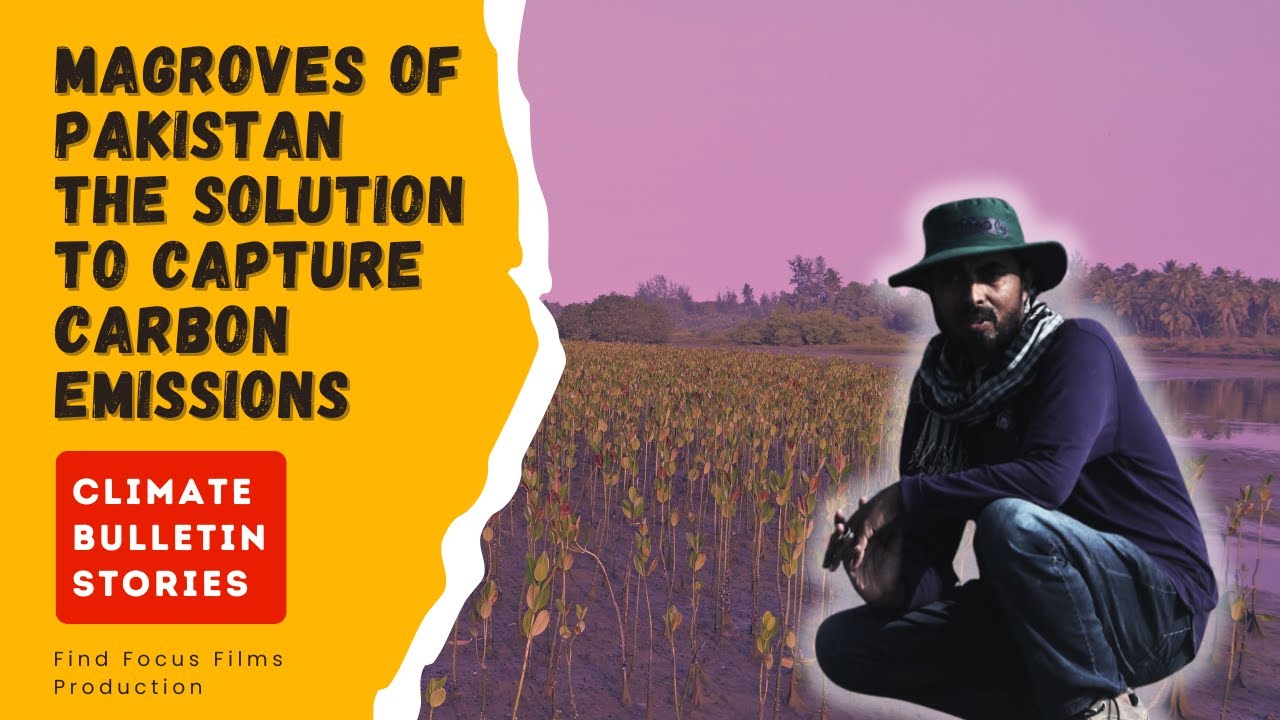 Mangroves of Pakistan & Balochistan: Nature's Carbon Sinks