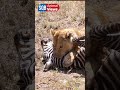 PRIDE OF LIONS HUNTING AND KILLING ZEBRAS || SQB Animal Views #shorts