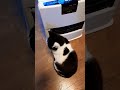 ストーブ前は10㎝未満が鉄則の猫#shorts