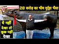 20 Crore Ka Bheem भैंसा | Murrah Bull at PDFA 2019 | Amazing Strongest Murrah Bull Of World