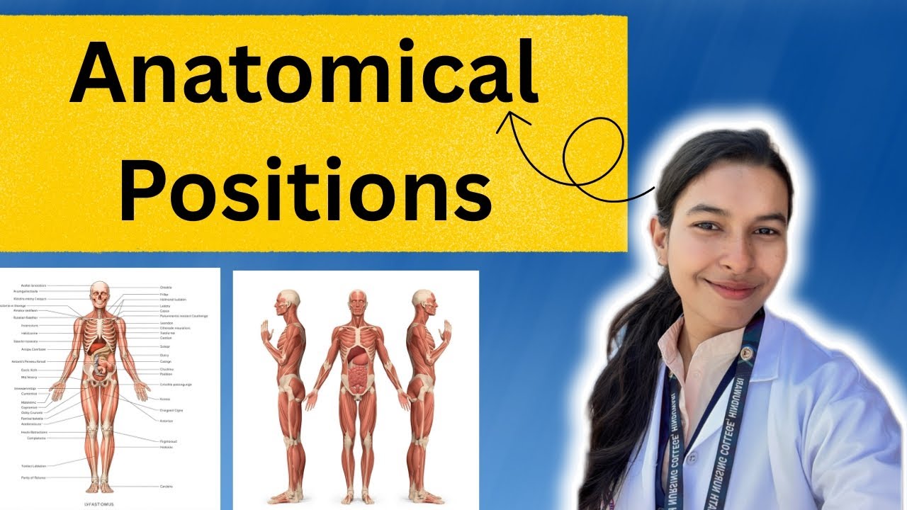 Anatomical Positions and Directional Terms - Anatomy and Physiology (Bsc Nursing)