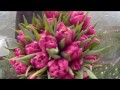 Вирощування тюльпанів. Купити тюльпани Діор. Тюльпани Діор. Tulips Dior  / Тюльпаны Диор