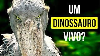 6 Animais Prehistóricos Que Ainda Estão Vivos