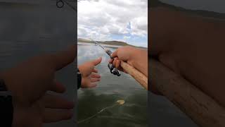 Հաշամ(жерех) 07.07.2025 #հաշամ #ժերեխ #жерех #aspius #fishing
