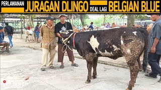 Perlawanan !! Lagi - Lagi Juragan Dlingo Deal Belgian Blue Betina Super !!