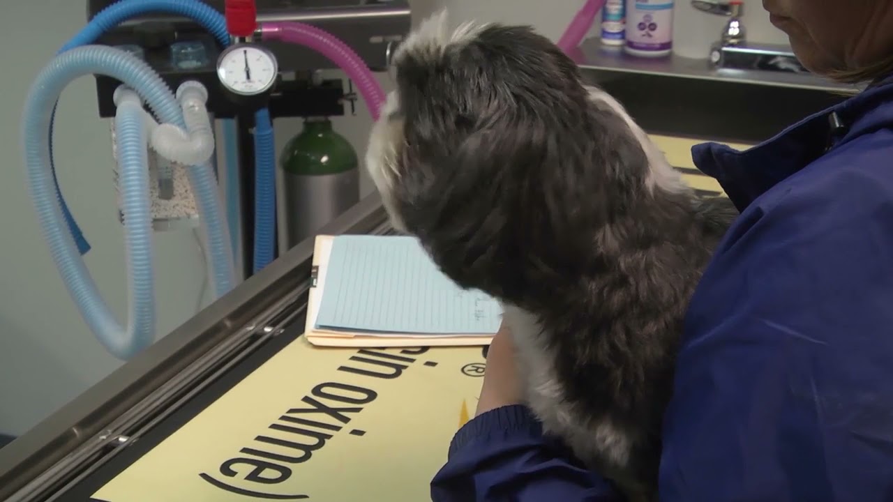 Wall Triana Animal Hospital Madison Alabama 35757 YouTube