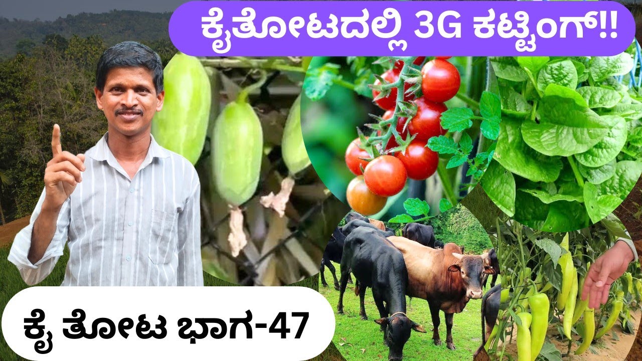 ಹಳೆಯ ಸೀರೆಗಳಿಂದ ರಚಿಸಿದ ಚಪ್ಪರ ‼️ ಕಸದಿಂದ ರಸ ಇದು ಪ್ರಕಾಶ್ ಜೋಶಿ ಸುಲ್ಕೇರಿ ಅವರ ತೋಟದ ಸರಳ ಮಾಹಿತಿ