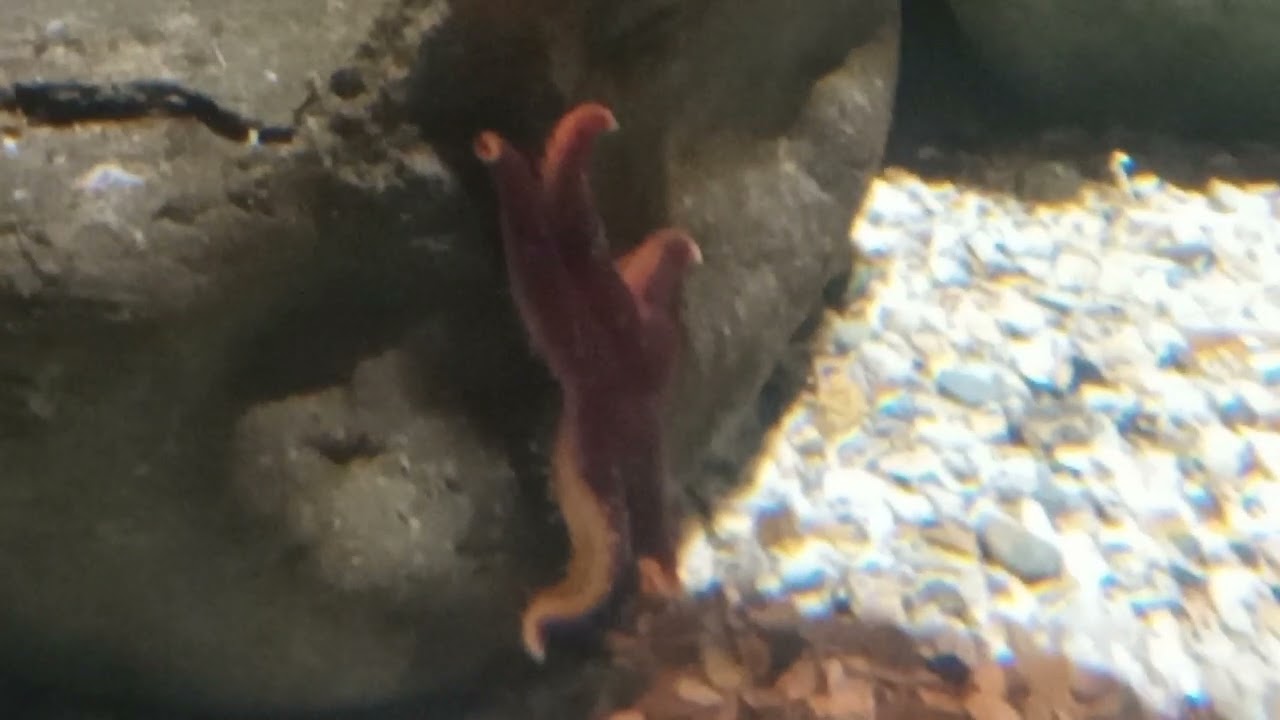 Bloody Henry Starfish (Henricia oculata)