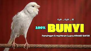 Suara PANCINGAN KENARI PAUD Belajar Bunyi Ngeriwik Kenari GACOR Panjang || Masteran Kenari Paud #820